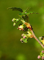 MSA RIBES NIGRUM 50 ML - Farmaunclick.it