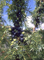 MSA JUNIPERUS COMMUN 50 ML - Farmaunclick.it