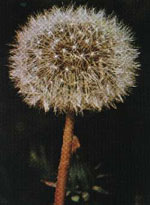 TSA TARAXACUN OFFICINALIS 50 ML - Farmaunclick.it