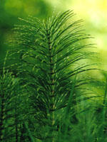 TSA EQUISETUM ARVENSE 50 ML - Farmaunclick.it