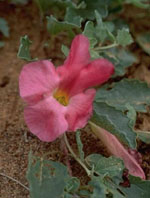 TSA HARPAGOPHYTUM 50 ML - Farmaunclick.it