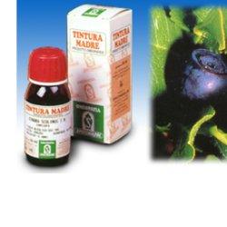 MIRTILLO 31 50ML TM - Farmaunclick.it