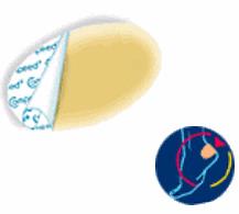 COMPEED VESCICHE CEROTTI FORMATO MEDIO 5 PEZZI - Farmaunclick.it