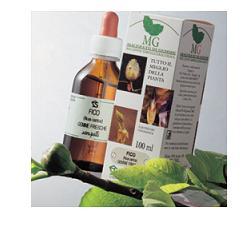 BETULA VERRUCOSA 100ML MG - Farmaunclick.it